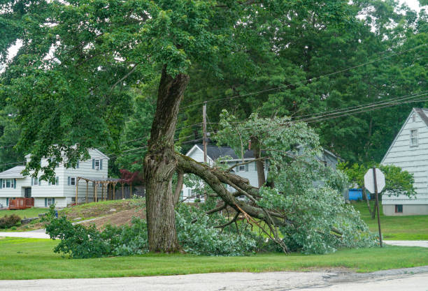 Best Leaf Removal  in Brodhead, WI